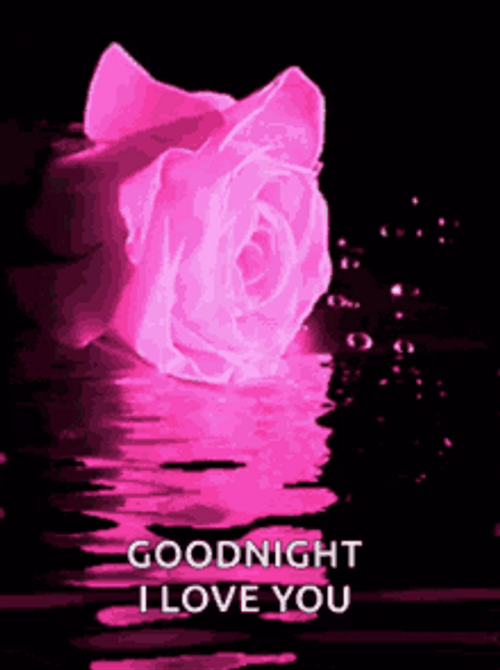 Pink Rose On Water Good Night I Love You GIF