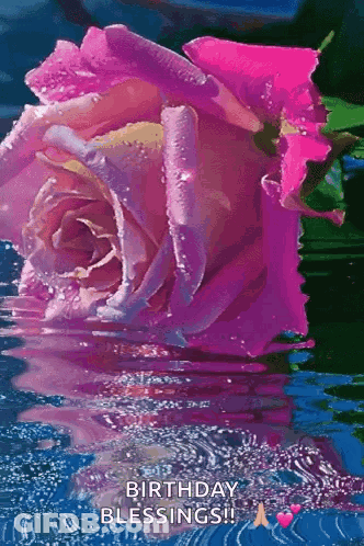 Pink Rose Reflected In Water GIF