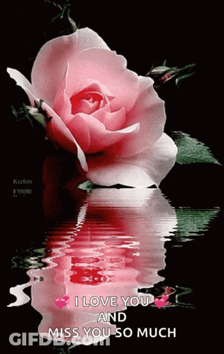 Pink Rose Reflected In Water Saying I Love You And Miss You So Much GIF