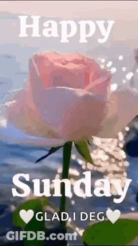 Pink Rose Saying Happy Sunday Glad I Deg GIF