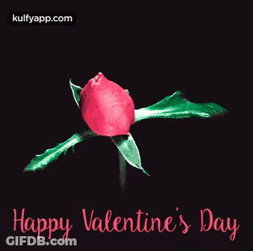 Pink Rose Saying Happy Valentine's Day GIF