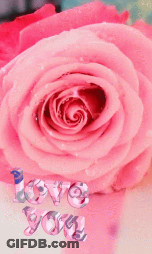 Pink Rose Saying Love You GIF