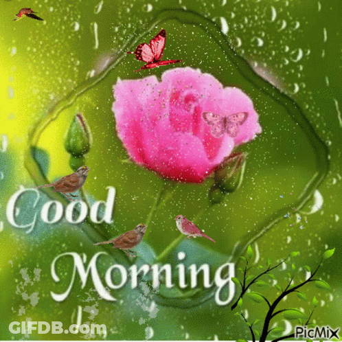 Pink Rose With Good Morning GIF