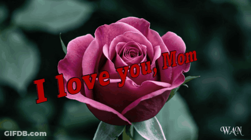 Pink Rose With I Love You Mom GIF