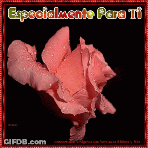 Pink Rose With Water Drops Especialmente Para Ti GIF