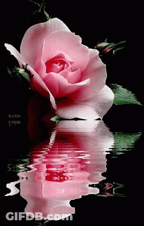 Pink Roses Beautiful Flowers Nature GIF