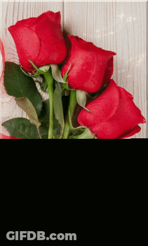 Pink Roses Birthday Card Wishing You A Day As Special As You Are GIF