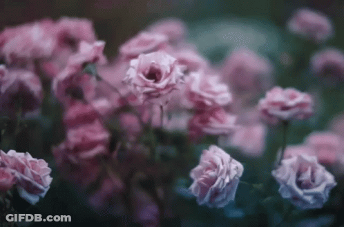 Pink Roses GIF