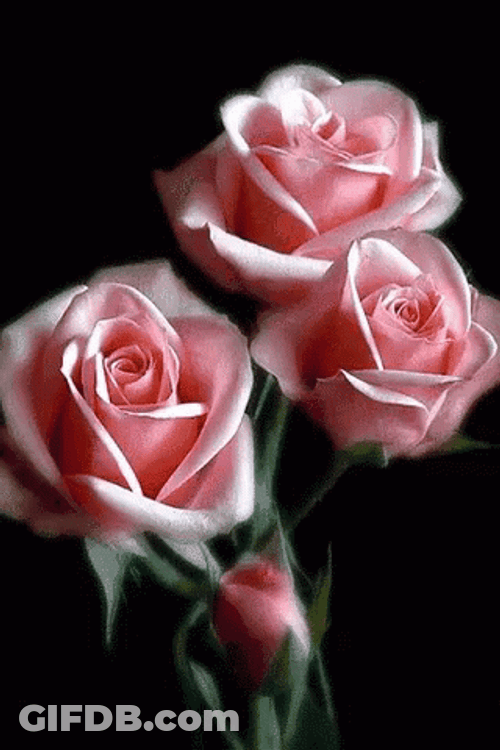 Pink Roses Flower Blooming Loop GIF