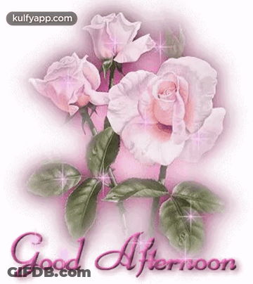 Pink Roses Good Afternoon GIF