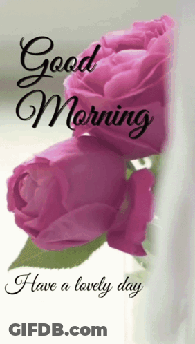 Pink Roses Good Morning Have A Lovely Day GIF