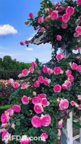 Pink Roses Growing On White Structure GIF