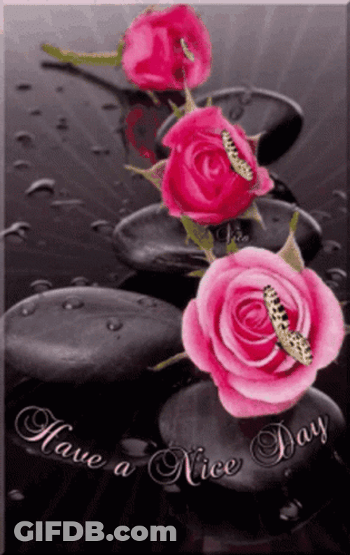 Pink Roses Have A Nice Day Ahead GIF