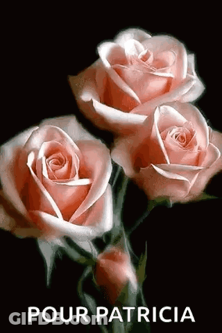 Pink Roses Pour Patricia GIF