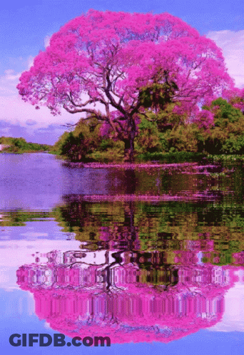Pink Tree Reflecting In Lake GIF