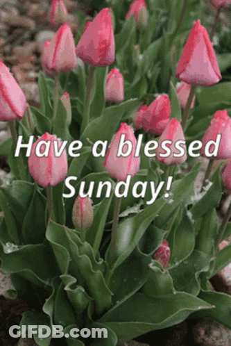 Pink Tulips Have A Blessed Sunday GIF