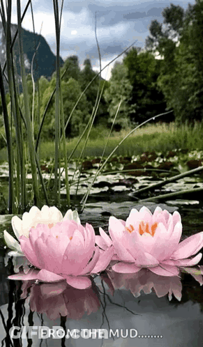 Pink Water Lilies Floating In Pond GIF