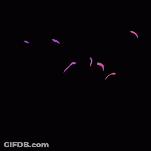 Pink Word Text GIF