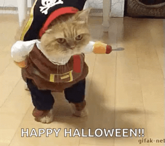 Pirate Cat Cute Halloween GIF