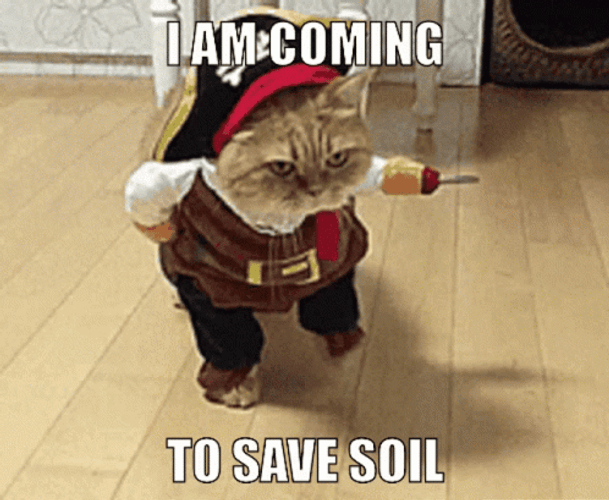 Pirate Role El Gato Meme GIF