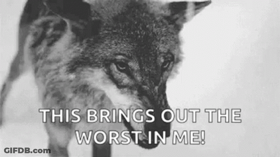 Pissed Off Wolfdog GIF