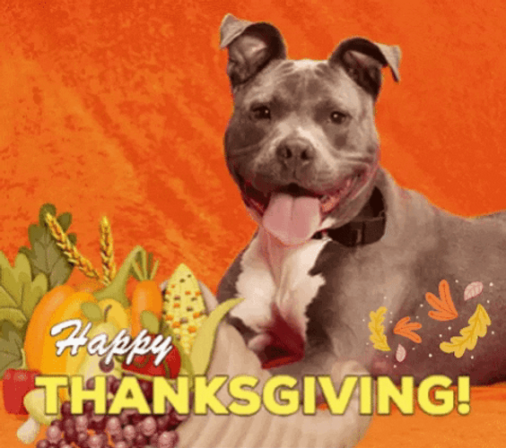 Pit Bull Animated Happy Thanksgiving GIF