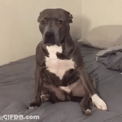 Pitbull GIF