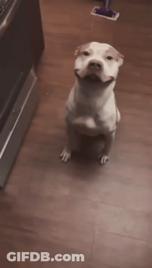 Pitbull Close Up GIF