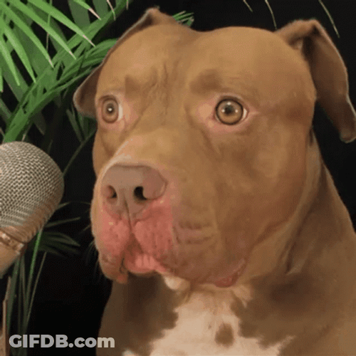 Pitbull Confused GIF