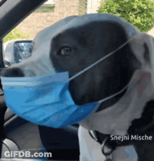 Pitbull Dog Wears Gas Mask GIF