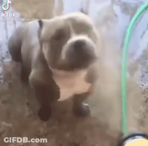 Pitbull Enjoy Shower GIF