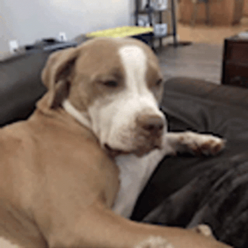 Pitbull Eyes Wink GIF