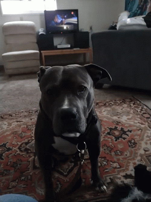 Pitbull Feeling Desperate GIF