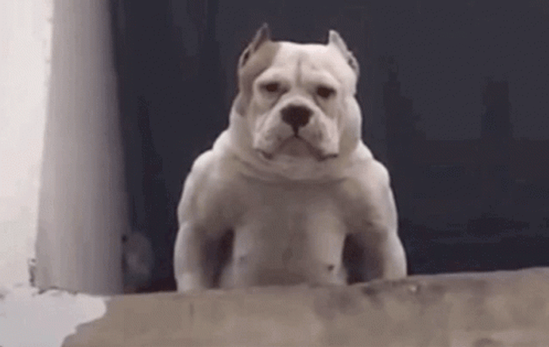Pitbull Going To Jump GIF