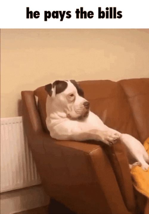 Pitbull He Pays The Bills GIF