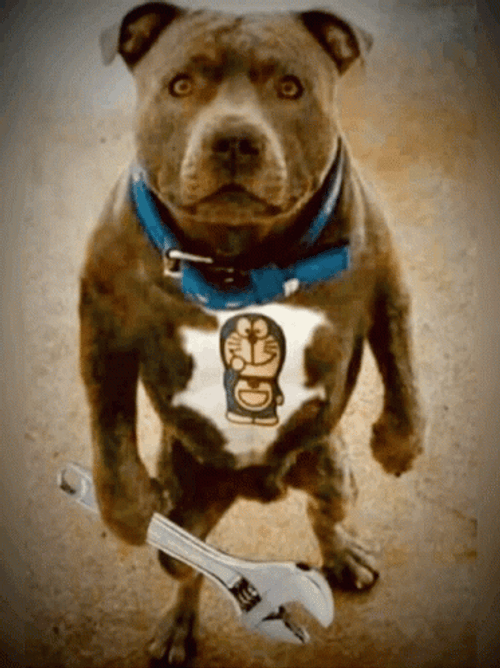 Pitbull Holding Wrench GIF