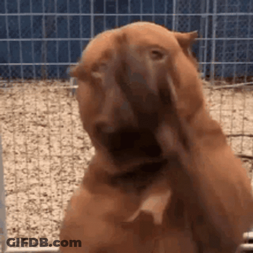 Pitbull On The Grib GIF