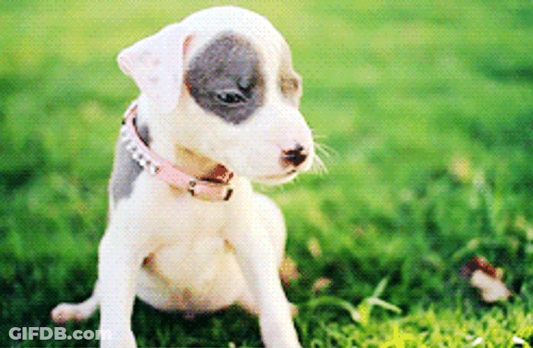 Pitbull Puppy Confused GIF