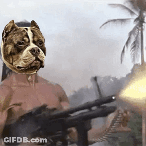 Pitbull Rambo Machine Gun GIF