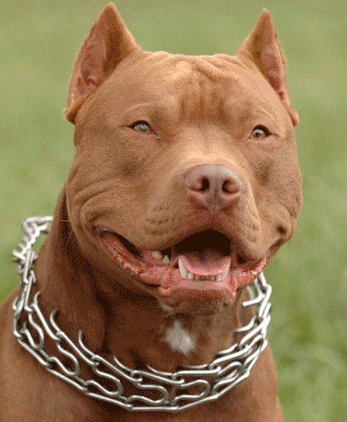 Pitbull Retro Back Screen GIF