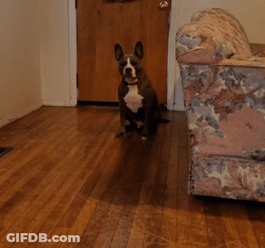 Pitbull Running GIF