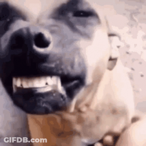 Pitbull Showing Big Teeth GIF