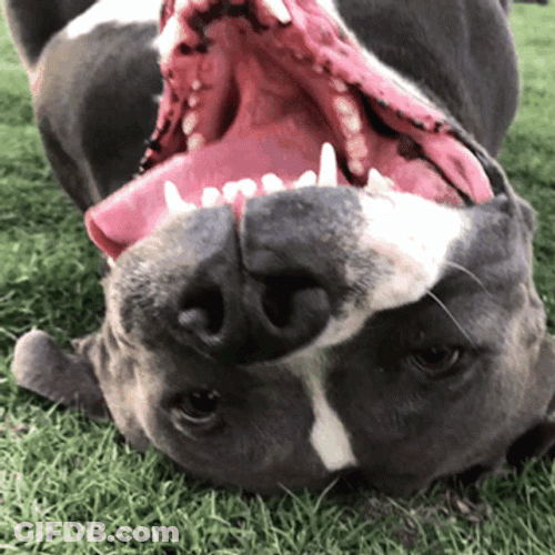 Pitbull Showing His Tongue GIF