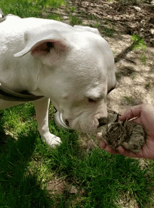 Pitbull Smell It GIF