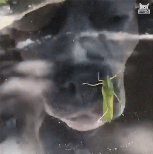 Pitbull Try To Eat Grasshopper GIF