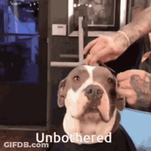 Pitbull Unbothered GIF