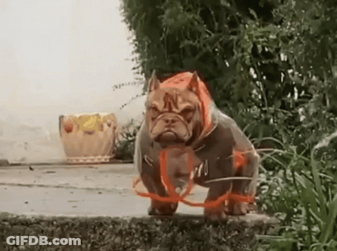 Pitbull Waiting Someone GIF
