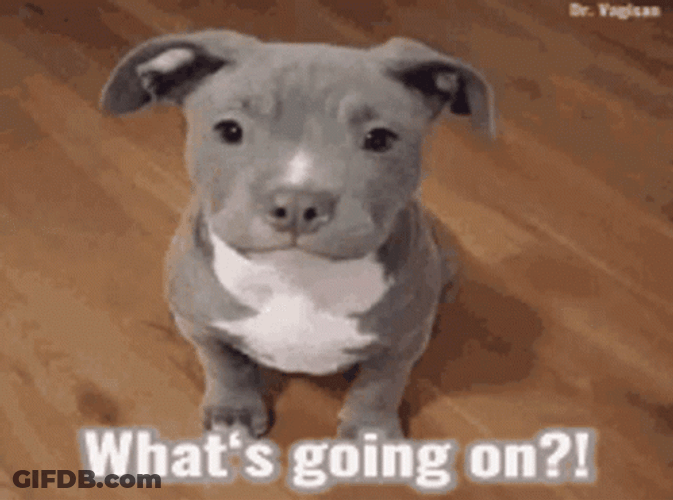 Pitbull Whats Going On GIF