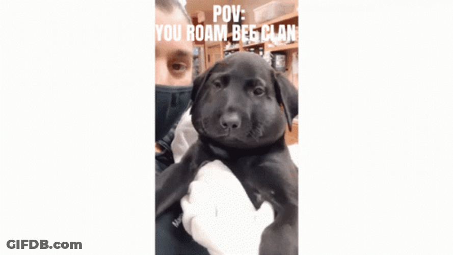 Pitiful Dog Experience Bee Sting GIF