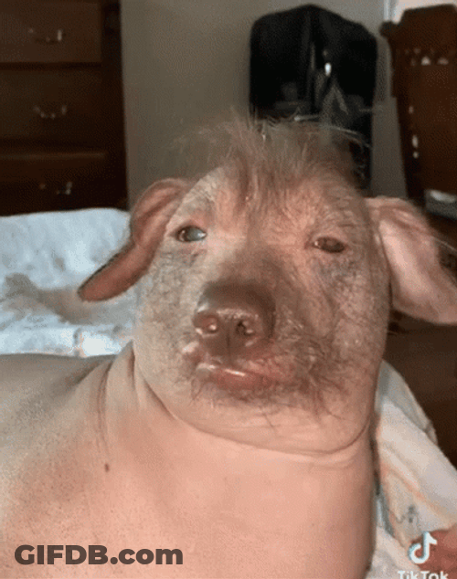 Pity Ugly Dog Face GIF